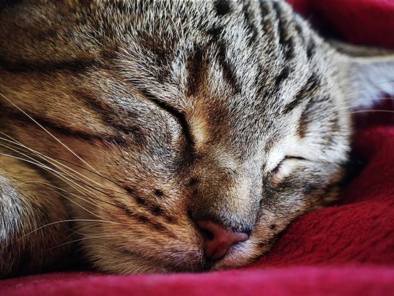 Bengal cat peacefully sleeping
