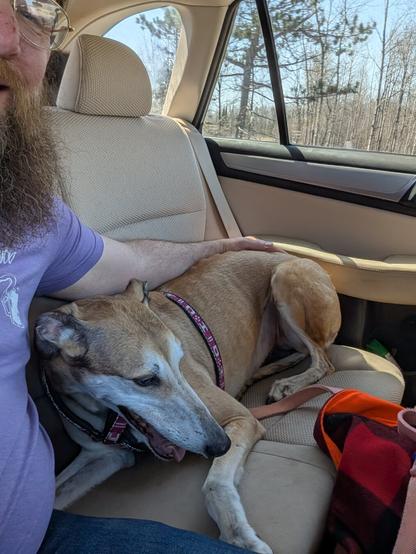 Fawn color greyhound on a car seat