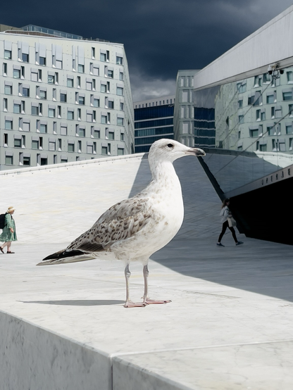 Eine Möwe steht vor der Oper in Oslo!