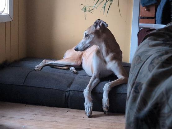 Fawn greyhound reclining on a cushion