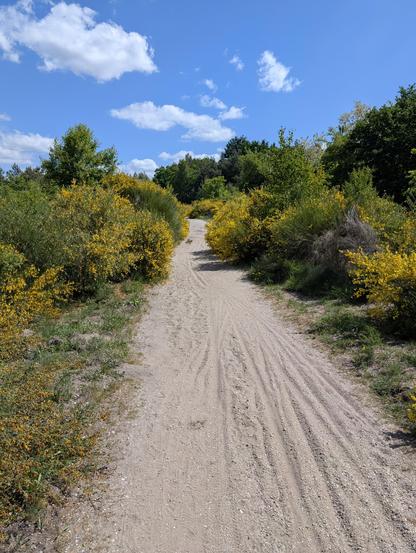 Ein typischer Sandweg in der Wahner Heide. Lockerer Sand und an beiden Seiten blühender Ginster.
Blauer Himmel mit Schönwetterwolken.