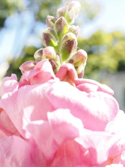 A close up picture of a snapdragon plant. It has pink petals with a green stalk jutting up towards the sky.