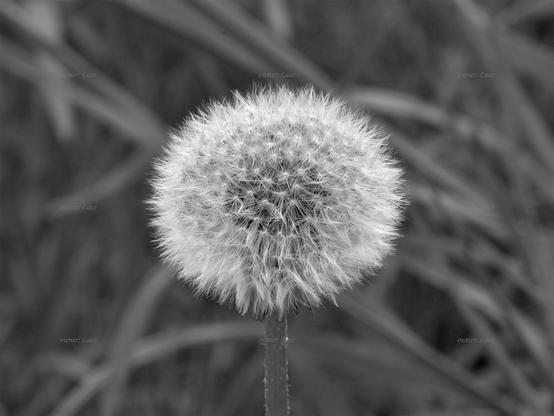 Dandelion, closeup, black and white, photo