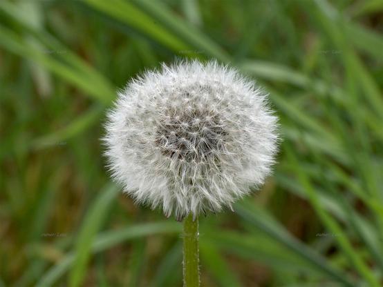 Dandelion, closeup, color, photo
