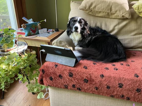 Black and white border collie laying on a couch with an open iPad in front of her.