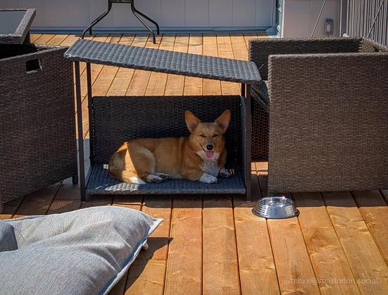 moxxi the corgi is on an ikea covered outdoor dog bed, between two patio chairs. she's on a wooden rooftop terrace. there's a dog bowl next to her and a bean bag in front of her.