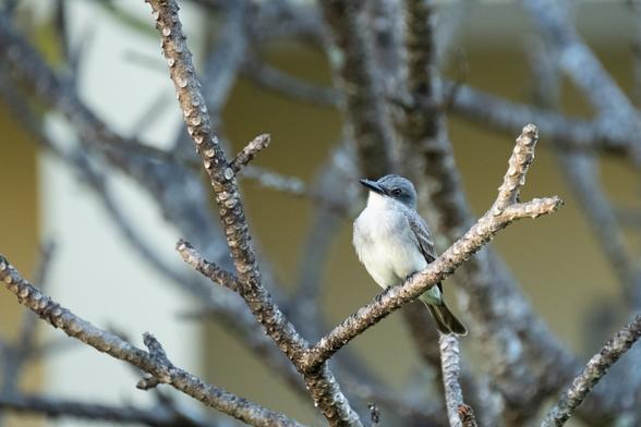 A small bird with a grayish-blue head and white underparts perches on a branch of a tree.