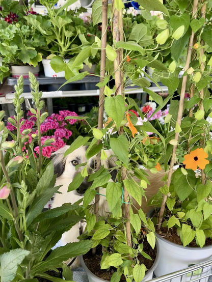 Mischlingshund sitzt in Einkaufswagen mit Blumen, u.A. schwarzäugige Susanne
