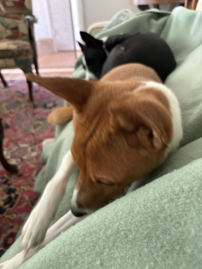 Red & white basenji dog sleeping in front of sleeping black & white basenji dog, both on a mint green blanket with multi-colored patterned rug & chair in background.