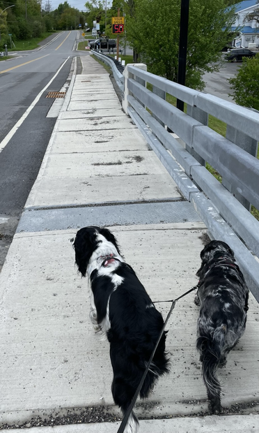 Two spaniels walking on a leash. Ahead of them is a flashing speed radar sign reading “50 km/h”.