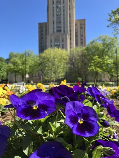 Purple and yellow flowers in front of a gothic academic skyscraper called Cathy