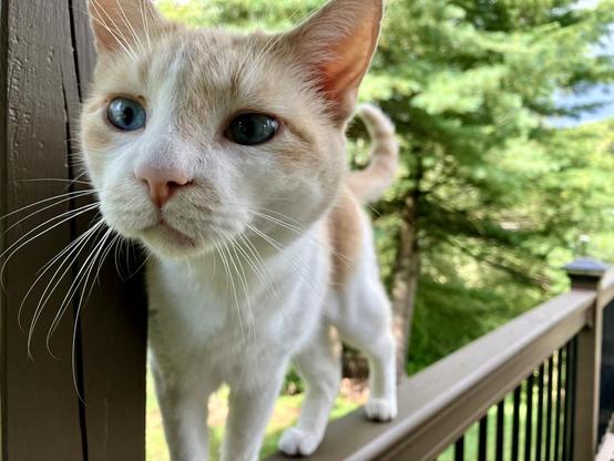 It's a yellow cat walking on a deck rail and putting his face in the camera with a green forest in the background