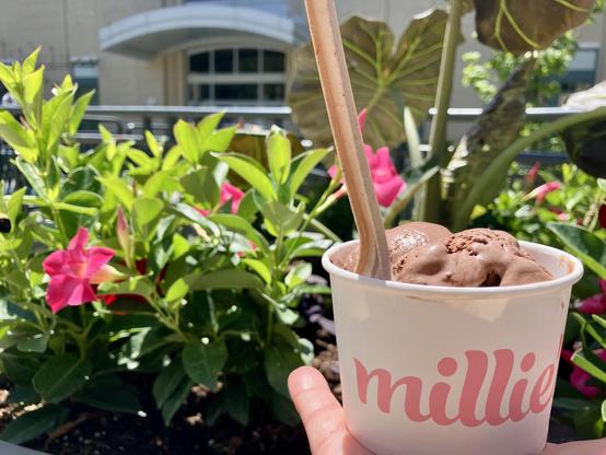 It's a scoop of chocolate ice cream in a cup in front of some pink flowers
