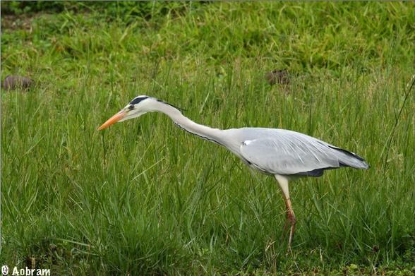 Photo of a Grey Heron in the ready standing in a field of long grass.