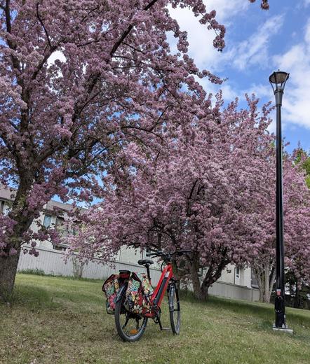 Photograph, outdoors, daytime, middle of May, Beaumaris Lake, Edmonton. A red step through bicycle with multicolored pink green yellow and white panniers stands beneath the spread of two large flowering Japanese cherry trees. The trees are in full bloom, and the pink shade of their blossoms is tinging the light.