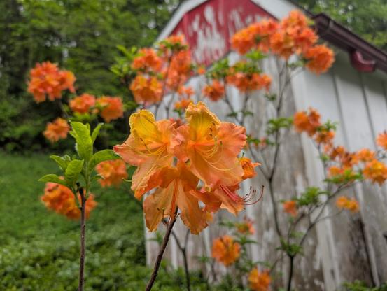 A vibrant orange geranium close up of a cluster of three of the flowers. The long yellow steammons extending out of the star-shaped buds.