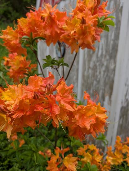 A wider angle shot of these yellow yellow orange flower clusters it looks as if the stems are thick stalks of a small sapling and each end of the branch has a large cluster of these flowers