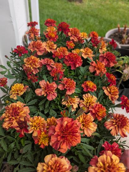 I'm particularly interesting geranium of Rusty, orange and reds. The many small petals encircling each bud giving them a feathery look