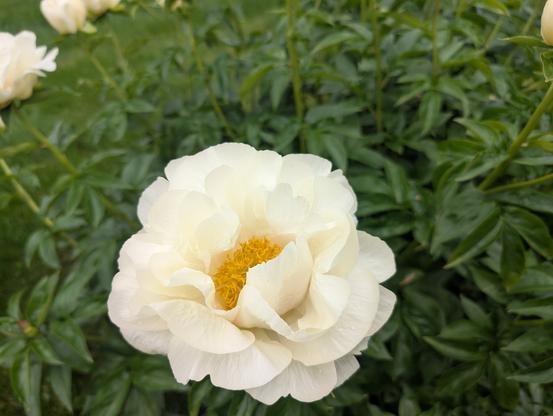 A flower with many soft tissue like petals from like from before. These are a soft, creamy white like a soft yellow full moon.