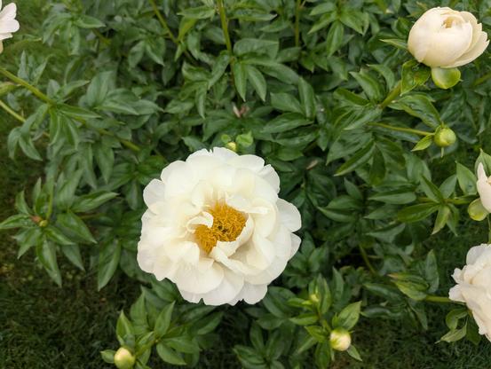 Another image of the same soft yellow white tissue paper petals opening to reveal the many yellow Stevens inside the edges of the photo. Hence is more of these blossoms can be seen curled up