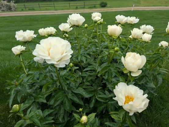 A wider ankle shot. Looking at a bush of the flowers there must be over a dozen blossoms opening in various states showing off these soft blue and yellow white petals