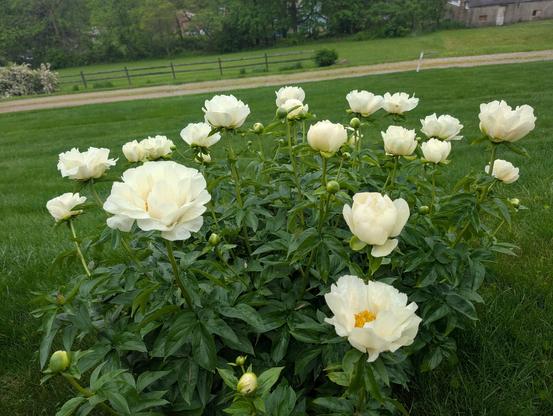 Another wide shot of these soft tissue paper like flowers