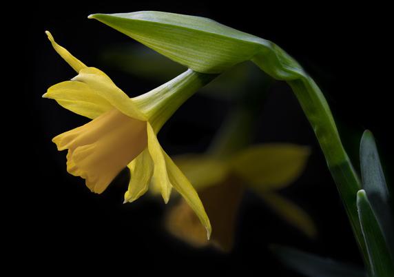 Two small yellow daffodils, one sharp in the foreground, the other as a yellow shadow vague and a little down in the background. The flowers are photographed from the side. The stem of the front one comes from the right corner to the left, the flower hanging down a little. Above it a green leaf. The light shines through it and you can see the veins of the leaf very well. The trumpet a little darker yellow than the petals around it. There is something so fine, something delicate about it.