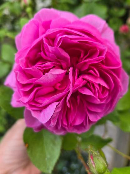 a beautiful fuchsia rose, absolutely packed with bright, rippling petals