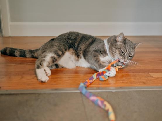 An American short hair cat laying on her side, chewing on a toy string. The cat is gray with white on the paws, tummy and neck.