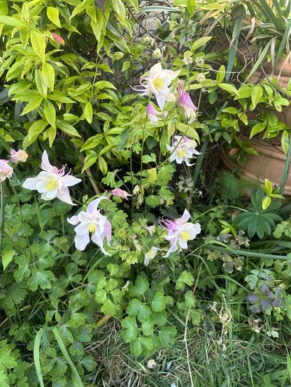 White and pink aquilegias against green foliage