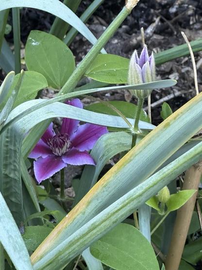 A purple and mauve clematis flower hiding behind green foliage