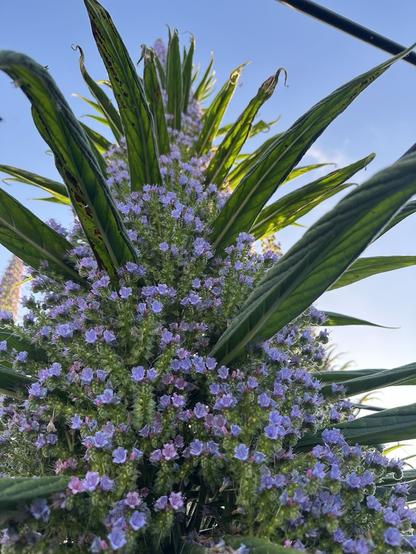 A towering biennial echium seen from below looking upwards in full pale purple/blue flower