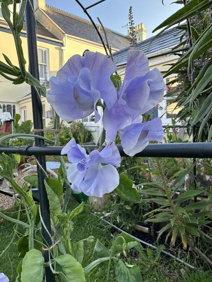 A delicate pale purple triple sweet pea bloom