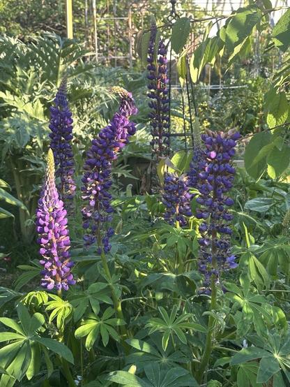 A group of purple lupin flower spikes