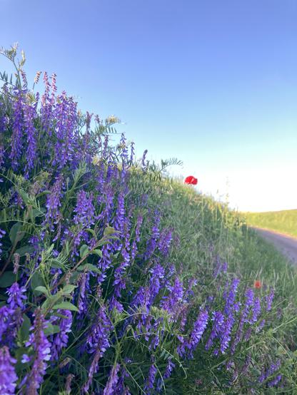 Puppe flowers growing along a trench side with one red poppy and a blue sky.