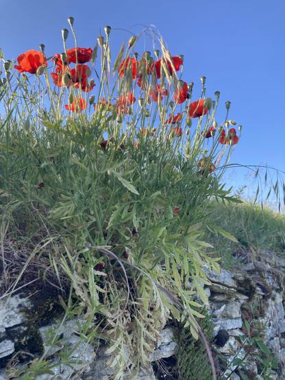 A bunch of bright red poppies growing on a dry stone wall with a deep blue sky in the background.
