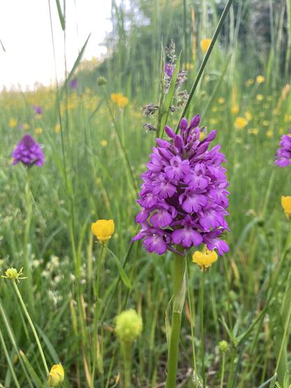Pink Pyramidal Orchid closeup on a meadow with yellow flowers and grass.