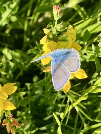 Closeup of small yellow flowers on a meadow with a light blue buffer fly.