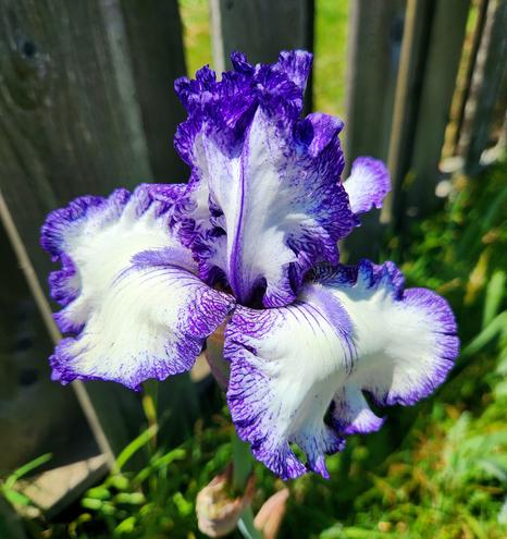 A single bearded iris blossom that has petals that are white with purple edges.