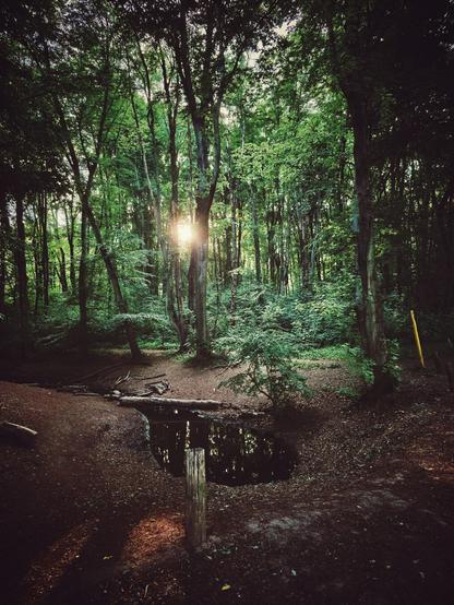The image shows a small, dark body of water in a wooded area. Trees with green leaves surround the water. Sunlight is visible filtering through the leaves of the trees. The ground around the water is covered in brown leaves and dirt.