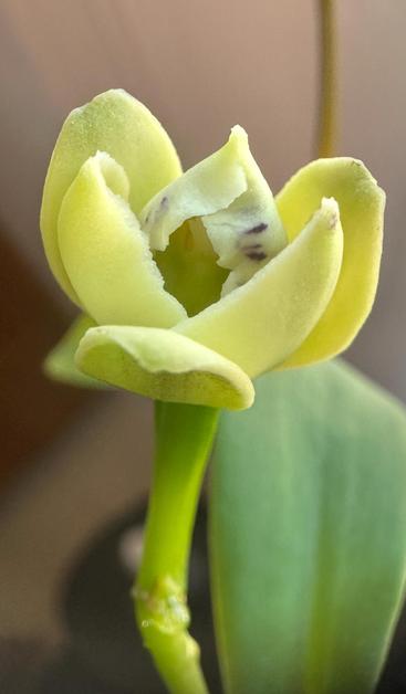 Indoors, daytime. A small yellow flower bud is in focus and partially open. The center lip is cream colored and folded, showing tiny purple blotches. A green stem and leaf can be seen out of focus in the background.