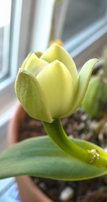 Daytime, indoors. A partially open green and cream flower bud is in focus in the center. The blurred background includes a leaf, a pseudobulb, a pot with bark, and a window.