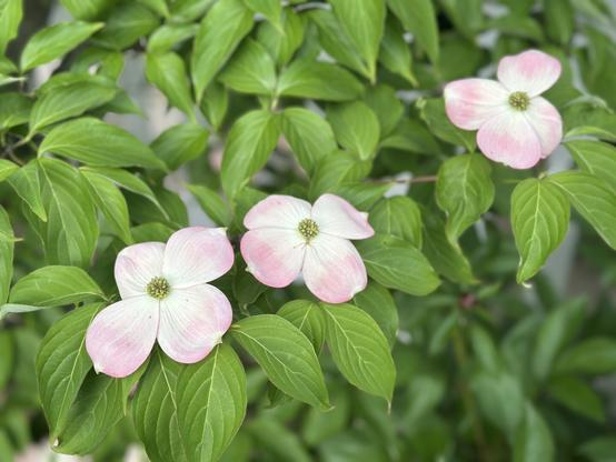 Three flowering dogwood blooms, white petals that go to pink at the outer edges and a green center, surrounded by green dogwood leaves.