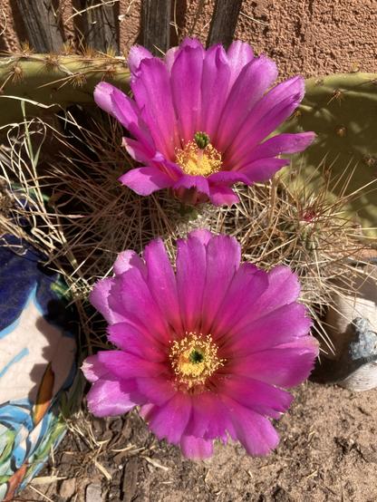 neon pink flowers from a cactus