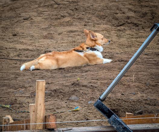 moxxi the corgi is splooted outside in what used to be a backyard and is now just a yard of sand. there's some lumber and tools in the foreground. moxxi is looking to the right.