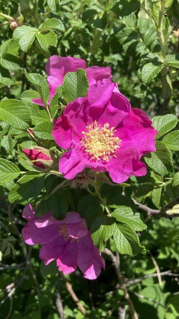 A pink rose with frilly petals and a yellow center surrounded by green leaves and other roses.
