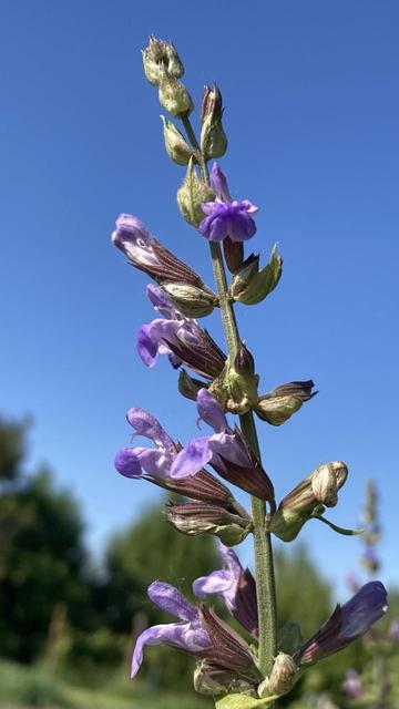 Light purple, irregularly lobed flowers along the top portion of a plant stem.  Seen against a deep blue sky.