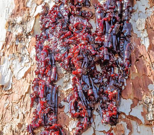 Closeup of a tree trunk on which sap has oozed and dried, then cracked, forming a ribbed, deep red, shiny and translucent surface, almost like precious stones.
