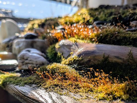 Gerade mit Wasser besprühtes Moos, Holz und Steine im Halbschatten hinter dem Sonnensegel.