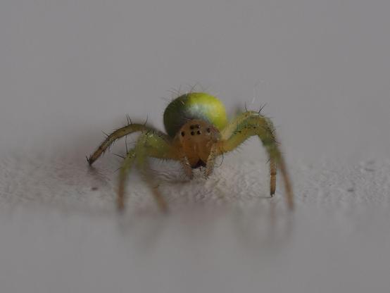 Eine kleine grüne Spinne in Nahaufnahme. Augen und Haare auf den Beinen sind gut zu erkennen.